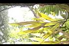 槭葉石葦-孢子葉11.jpg