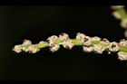 槲櫟-雌花15.JPG