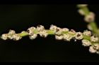 槲櫟-雌花16.JPG