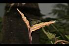 沙皮蕨-孢子葉10.JPG