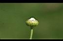 法國菊-花苞1.jpg