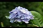 洋繡球-紫花1.jpg