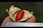 海南紅豆-種子24.JPG