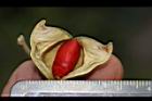 海南紅豆-種子25.JPG