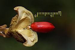 海南紅豆-種子13.JPG