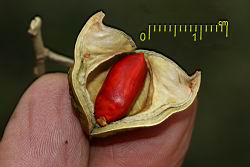 海南紅豆-種子21.JPG