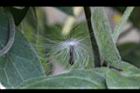海島鷗蔓-種子1.jpg