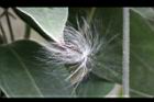 海島鷗蔓-種子2.jpg