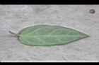 海島鷗蔓-葉背0.jpg