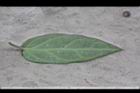 海島鷗蔓-葉背1.jpg