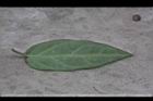 海島鷗蔓-葉背2.jpg