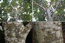 浸水營石櫟-莖1.jpg