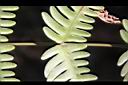 溪鳳尾蕨-羽小葉2.JPG