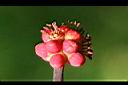 澳洲鴨腳木-花苞1.jpg