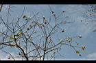 烏臼-樹種子6.jpg