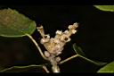狹葉櫟-雌花10.JPG