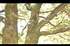 狹葉櫟-莖00.JPG
