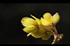 玉山小蘗-花萼0.jpg