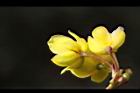 玉山小蘗-花萼1.jpg