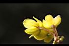 玉山小蘗-花萼2.jpg