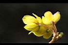 玉山小蘗-花萼3.jpg