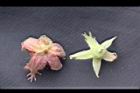 玉山懸鉤子-花萼8.jpg