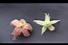玉山懸鉤子-花萼9.jpg