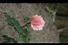 玫瑰33.jpg