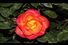 玫瑰花-橘紅06.JPG