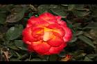 玫瑰花-橘紅12.JPG