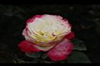 玫瑰花-粉黃17.JPG