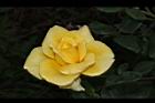玫瑰花-黃11.JPG