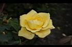 玫瑰花-黃14.JPG