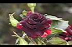 玫瑰花-黑紅05.JPG