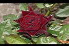 玫瑰花-黑紅06.JPG