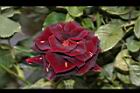 玫瑰花-黑紅07.JPG