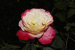 玫瑰花-粉黃10.JPG