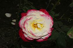 玫瑰花-粉黃15.JPG