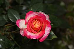 玫瑰花-淡紅10.JPG