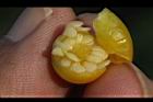 瑪瑙珠-種子10.jpg