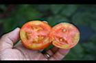 番茄-橫瓢瓤0.jpg