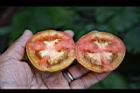 番茄-橫瓢瓤2.jpg