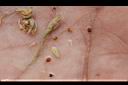 疏花繁縷-種子2.jpg