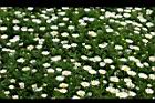 白晶菊-花12.jpg