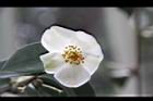 白玫瑰連蕊茶-花13.JPG