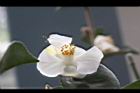 白玫瑰連蕊茶-花18.JPG
