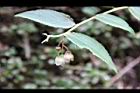 白珠樹-花18.jpg