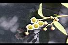 白珠樹-花蕊1.jpg