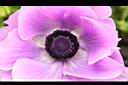 白頭翁-紫4.jpg