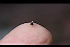 睫穗蓼-種子2.jpg